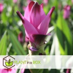 Curcuma - Pot ⌀19cm - H.80-100cm (hauteur Pot Incluse) 6 Curcuma - Pot ⌀19cm - H.80-100cm (hauteur Pot Incluse) -Magasin De Graines De Plantes 628bcf3a10c717.51416827