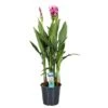 Curcuma - Pot ⌀19cm - H.80-100cm (hauteur Pot Incluse)