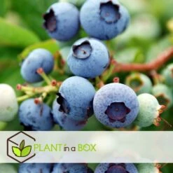 Set De 3 Myrtilliers - Pot ⌀9cm - H.25-40cm (hauteur Pot Incluse) -Magasin De Graines De Plantes 628bd093053507.16533773