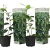 Set De 3 Citrus Lime - Pot ⌀9cm - H.25-40cm (hauteur Pot Incluse)