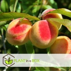Arbre Fuitier - Pêcher - Pot ⌀15cm - H.60-70cm (hauteur Pot Incluse) -Magasin De Graines De Plantes 628c216e0017c8.97624303