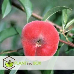 Pêcher De Vigne - Pot ⌀15cm - H.60-70cm (hauteur Pot Incluse) -Magasin De Graines De Plantes 628c216ed2ae19.01599514