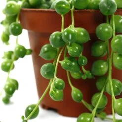 Senecio Rowleyanus, Suspension : D.14cm -Magasin De Graines De Plantes 629190 003