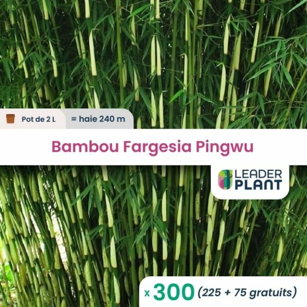 300 X Bambou Fargesia Pingwu En Pot De 2 L 1 300 X Bambou Fargesia Pingwu En Pot De 2 L