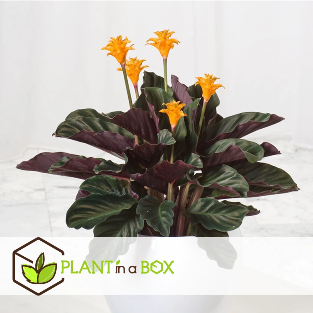 Calathea Crocata Tassmania - Pot ⌀14cm - H.40-50cm (hauteur Pot Incluse) 3 Calathea Crocata Tassmania - Pot ⌀14cm - H.40-50cm (hauteur Pot Incluse) – Image 3