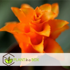 Calathea Crocata Tassmania - Pot ⌀14cm - H.40-50cm (hauteur Pot Incluse) 7 Calathea Crocata Tassmania - Pot ⌀14cm - H.40-50cm (hauteur Pot Incluse) -Magasin De Graines De Plantes 6319dcdb3ed331.85501748