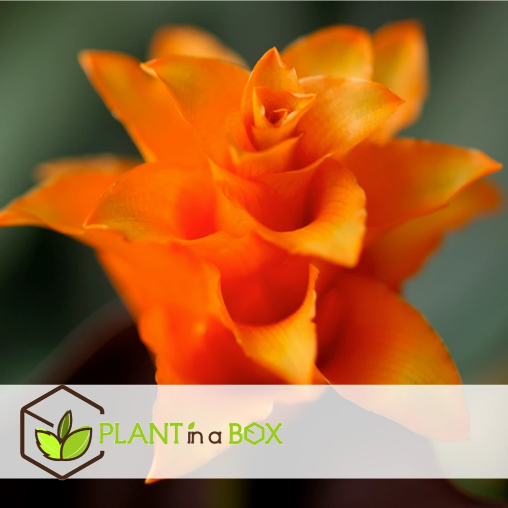 Calathea Crocata Tassmania - Pot ⌀14cm - H.40-50cm (hauteur Pot Incluse) 4 Calathea Crocata Tassmania - Pot ⌀14cm - H.40-50cm (hauteur Pot Incluse) – Image 4