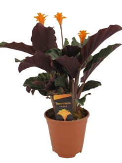 Calathea Crocata Tassmania - Pot ⌀14cm - H.40-50cm (hauteur Pot Incluse)