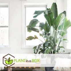 Strelitzia Nicolai Dans Panier- Pot ⌀17cm - H.55-70cm (hauteur Pot Incluse) -Magasin De Graines De Plantes 631a34c70b7492.89645456