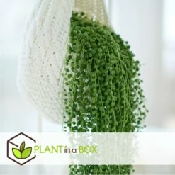 Senecio Rowleyanus - Pot ⌀12cm - H10-20cm (hauteur Pot Incluse) -Magasin De Graines De Plantes 634f95fc5b6689.16972915