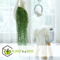 Senecio Rowleyanus - Pot ⌀12cm - H10-20cm (hauteur Pot Incluse) -Magasin De Graines De Plantes 634f95fc612d81.59702573