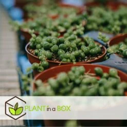 Senecio Rowleyanus - Pot ⌀12cm - H10-20cm (hauteur Pot Incluse) -Magasin De Graines De Plantes 634f95fc72f312.77803963