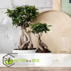 Bonsaï Ficus Ginseng - Pot ⌀12 Cm - H.30-40cm (hauteur Pot Incluse) -Magasin De Graines De Plantes 635c1fb0b27d13.15474787