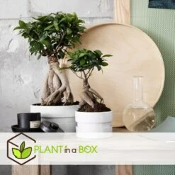 Set De 2 Bonsaï Ficus Ginseng - Pot ⌀12 Cm - H.30-40cm (hauteur Pot Incluse) -Magasin De Graines De Plantes 635c1fb1a3cd45.42093988