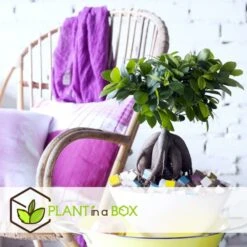 Set De 2 Bonsaï Ficus Ginseng - Pot ⌀12 Cm - H.30-40cm (hauteur Pot Incluse) -Magasin De Graines De Plantes 635c1fb1ab8dc6.87141295