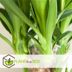 Set De 3 Mini Palmiers D'intérieur - Pot ⌀12cm - H25-40cm (hauteur Pot Incluse) 9 Set De 3 Mini Palmiers D'intérieur - Pot ⌀12cm - H25-40cm (hauteur Pot Incluse) -Magasin De Graines De Plantes 63640c4055cf66.24697889