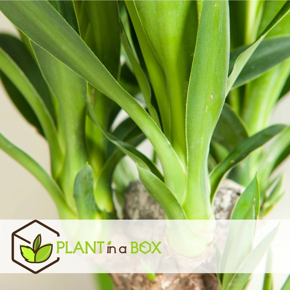 Set De 3 Mini Palmiers D'intérieur - Pot ⌀12cm - H25-40cm (hauteur Pot Incluse) 3 Set De 3 Mini Palmiers D'intérieur - Pot ⌀12cm - H25-40cm (hauteur Pot Incluse) – Image 3