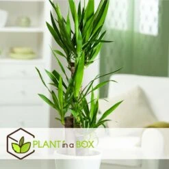 Set De 3 Mini Palmiers D'intérieur - Pot ⌀12cm - H25-40cm (hauteur Pot Incluse) 11 Set De 3 Mini Palmiers D'intérieur - Pot ⌀12cm - H25-40cm (hauteur Pot Incluse) -Magasin De Graines De Plantes 63640c405b5bc5.95212273