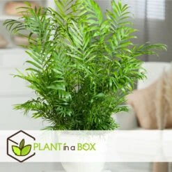 Set De 3 Mini Palmiers D'intérieur - Pot ⌀12cm - H25-40cm (hauteur Pot Incluse) 12 Set De 3 Mini Palmiers D'intérieur - Pot ⌀12cm - H25-40cm (hauteur Pot Incluse) -Magasin De Graines De Plantes 63640c40636702.22798417