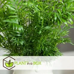 Set De 3 Mini Palmiers D'intérieur - Pot ⌀12cm - H25-40cm (hauteur Pot Incluse) 10 Set De 3 Mini Palmiers D'intérieur - Pot ⌀12cm - H25-40cm (hauteur Pot Incluse) -Magasin De Graines De Plantes 63640c40674ce3.04998153