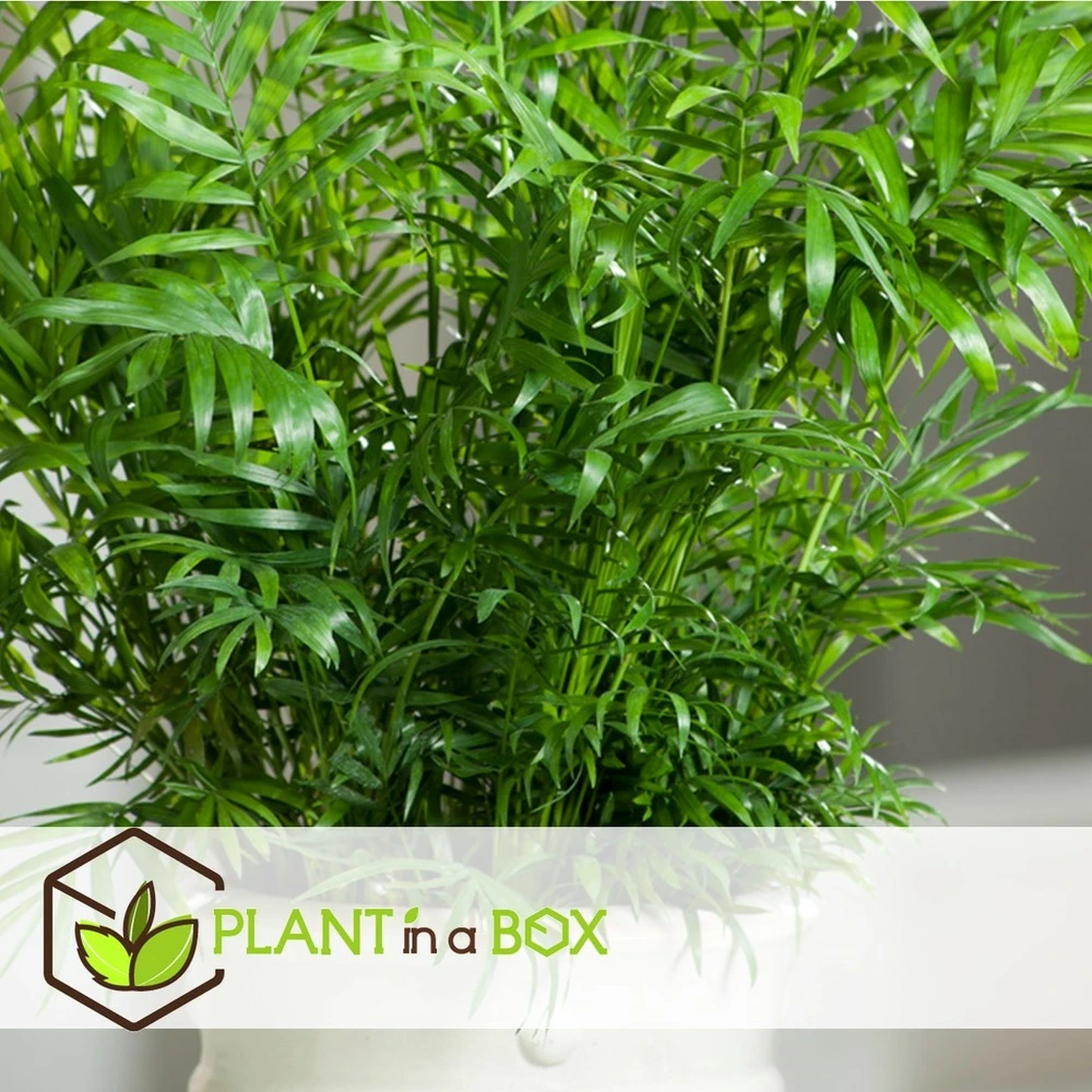 Set De 3 Mini Palmiers D'intérieur - Pot ⌀12cm - H25-40cm (hauteur Pot Incluse) 4 Set De 3 Mini Palmiers D'intérieur - Pot ⌀12cm - H25-40cm (hauteur Pot Incluse) – Image 4