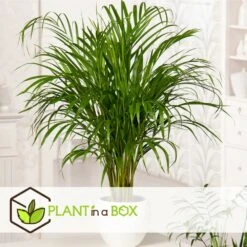 Set De 3 Mini Palmiers D'intérieur - Pot ⌀12cm - H25-40cm (hauteur Pot Incluse) 13 Set De 3 Mini Palmiers D'intérieur - Pot ⌀12cm - H25-40cm (hauteur Pot Incluse) -Magasin De Graines De Plantes 63640c407ee146.71069969