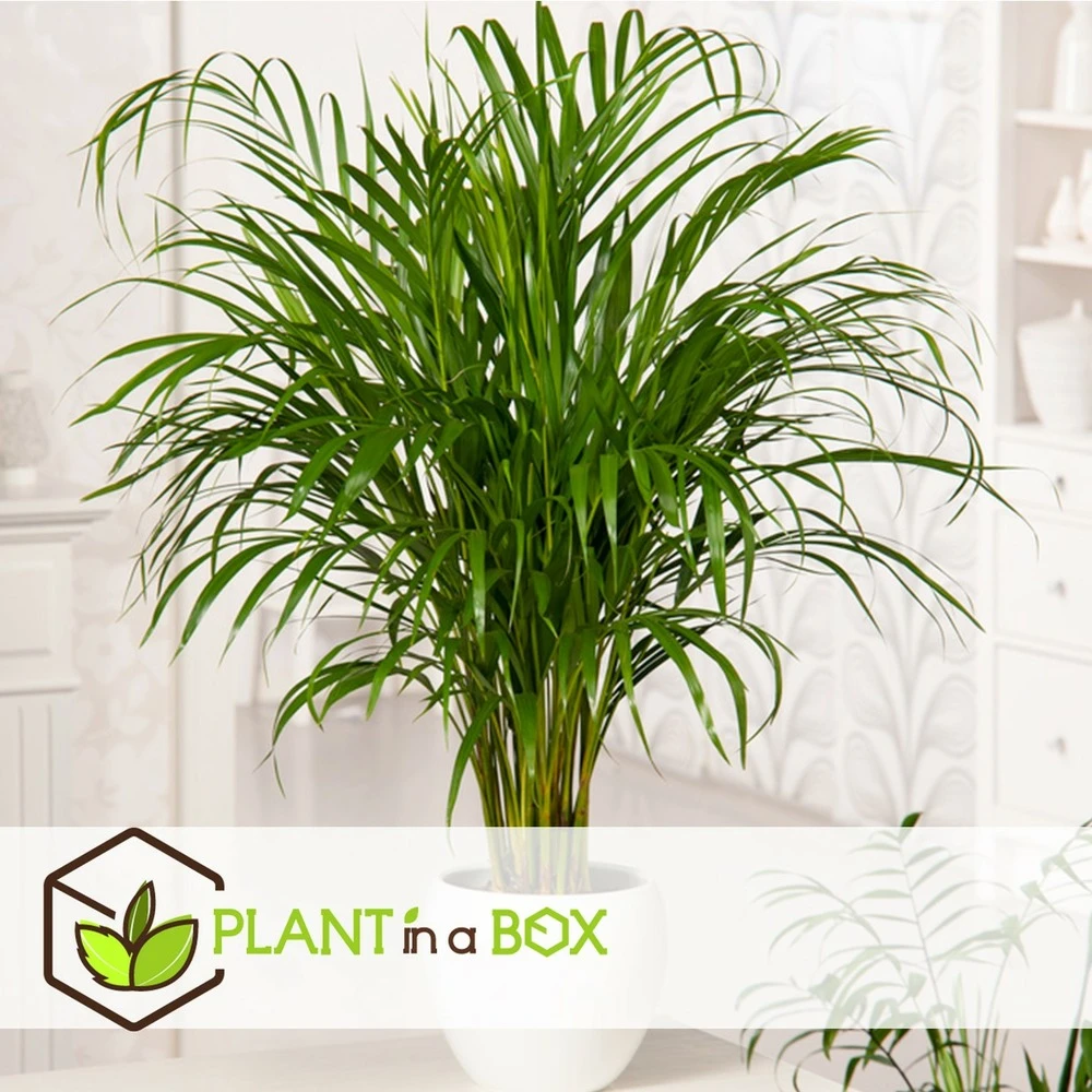 Set De 3 Mini Palmiers D'intérieur - Pot ⌀12cm - H25-40cm (hauteur Pot Incluse) 7 Set De 3 Mini Palmiers D'intérieur - Pot ⌀12cm - H25-40cm (hauteur Pot Incluse) – Image 7