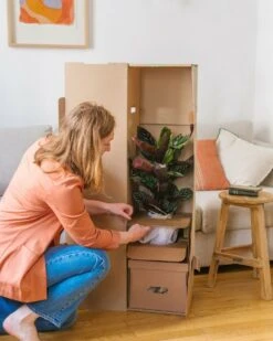 Plante D'intérieur - Calathea Orbifolia L 70cm -Magasin De Graines De Plantes 6377dd8533f266.28666004