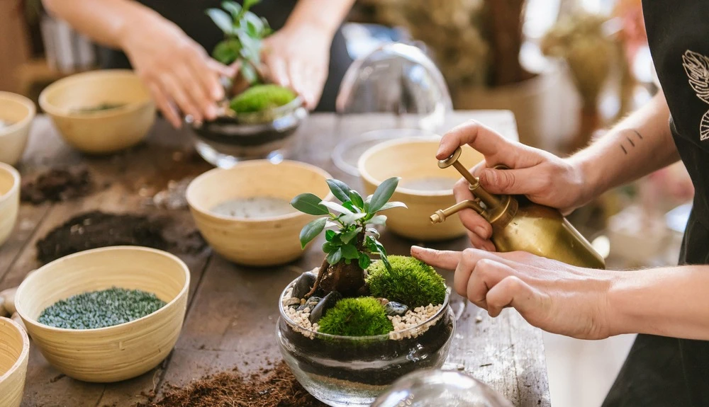 Plante D'intérieur - Fougère De Boston 30cm 2 Plante D'intérieur - Fougère De Boston 30cm – Image 2