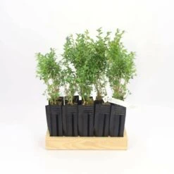 10 Buis Commun (buxus Sempervirens) - Haie De Buis Commun - 10 Jeunes Plants : Taille 10cm -Magasin De Graines De Plantes 63bca70f6481e0.85631913