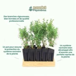 10 Buis Commun (buxus Sempervirens) - Haie De Buis Commun - 10 Jeunes Plants : Taille 10cm -Magasin De Graines De Plantes 63bca70f685e23.10789299