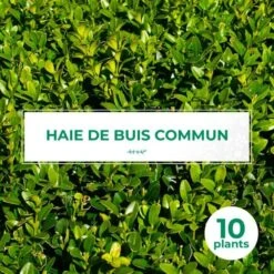 10 Buis Commun (buxus Sempervirens) - Haie De Buis Commun - 10 Jeunes Plants : Taille 10cm