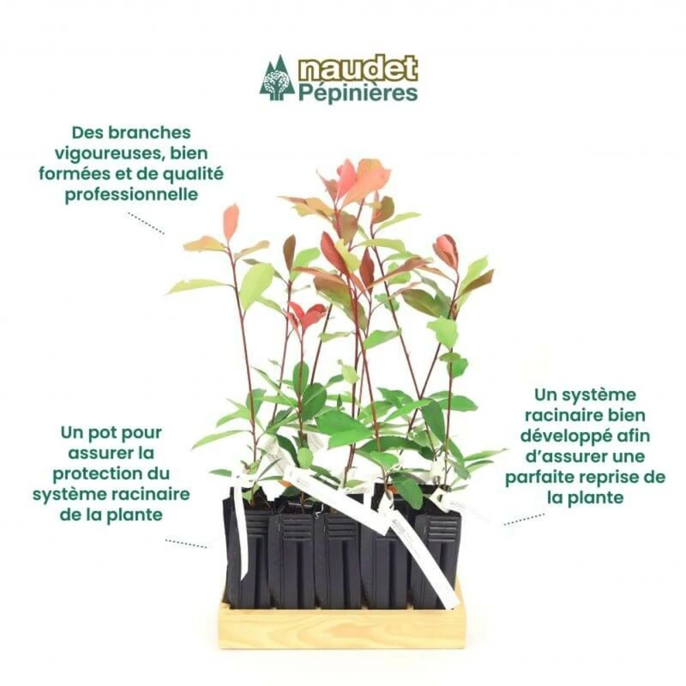 10 Photinia (photinia Fraseri 'red Robin') - Haie De Photinia Red Robin - 10 Jeunes Plants : Taille 20/40cm 3 10 Photinia (photinia Fraseri 'red Robin') - Haie De Photinia Red Robin - 10 Jeunes Plants : Taille 20/40cm – Image 3