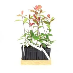 10 Photinia (photinia Fraseri 'red Robin') - Haie De Photinia Red Robin - 10 Jeunes Plants : Taille 20/40cm 8 10 Photinia (photinia Fraseri 'red Robin') - Haie De Photinia Red Robin - 10 Jeunes Plants : Taille 20/40cm -Magasin De Graines De Plantes 63bca725644c67.63472126