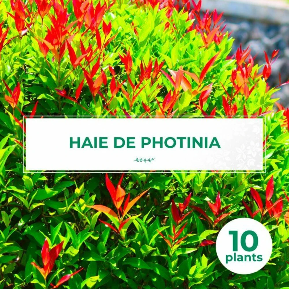 10 Photinia (photinia Fraseri 'red Robin') - Haie De Photinia Red Robin - 10 Jeunes Plants : Taille 20/40cm 1 10 Photinia (photinia Fraseri 'red Robin') - Haie De Photinia Red Robin - 10 Jeunes Plants : Taille 20/40cm