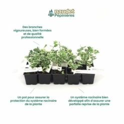 10 Fusain Emerald 'gaiety' (euonymus Fortunei 'gaeity') - Haie Fusain Gaiety - 10 Jeunes Plants : Taille 13/25cm -Magasin De Graines De Plantes 63bca736196735.17415685