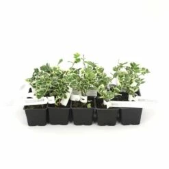 10 Fusain Emerald 'gaiety' (euonymus Fortunei 'gaeity') - Haie Fusain Gaiety - 10 Jeunes Plants : Taille 13/25cm -Magasin De Graines De Plantes 63bca7361fc7b5.60773843