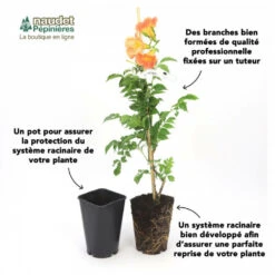 Clématite 'georges Jackman' - Conteneur 3l 5 Clématite 'georges Jackman' - Conteneur 3l -Magasin De Graines De Plantes 63cf866de8e818.02977511