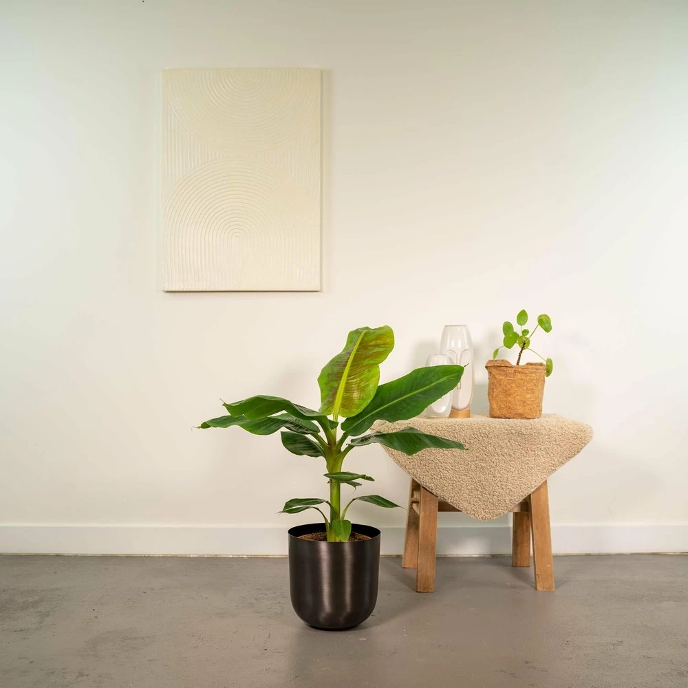 Bananier Nain Cavendish Et Son Cache-pot Noir - H90cm, ø21cm - Grande Plante D'intérieur 2 Bananier Nain Cavendish Et Son Cache-pot Noir - H90cm, ø21cm - Grande Plante D'intérieur – Image 2