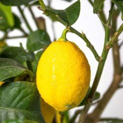 Citrus Limon - Citronnier - Arbre Fruitier - Persistant - ⌀19 Cm - ↕60-70 Cm -Magasin De Graines De Plantes 63eb91225a4171.66117877