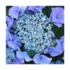 Hortensia Macrophylla Blaumeise/pot De 3l - 20/40 Cm