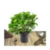 Hortensia Macrophylla Rose/pot De 4l - 40/60 Cm