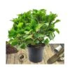 Hortensia Macrophylla Tricolor/pot De 7,5l - 40/60 Cm