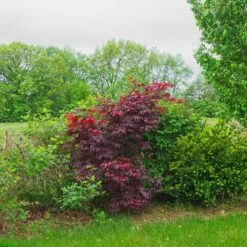 Érable Palmé Palmatum Bloodgood/pot De 4l - 60/120 Cm -Magasin De Graines De Plantes 63ed2de23db926.78106576