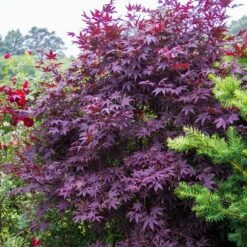 Érable Palmé Palmatum Bloodgood/pot De 4l - 60/120 Cm -Magasin De Graines De Plantes 63ed2de241e345.10780115