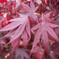 Érable Palmé Palmatum Bloodgood/pot De 4l - 60/120 Cm -Magasin De Graines De Plantes 63ed2de24e2d04.79049825