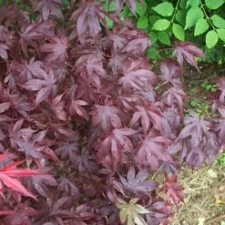 Érable Palmé Palmatum Bloodgood/pot De 4l - 60/120 Cm -Magasin De Graines De Plantes 63ed2de25e1110.83003604