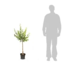 Pommier Pumila Reinette Clochard/pot De 10l - Gobelet 2 Ans -Magasin De Graines De Plantes 63ed2f3ac49100.49693536