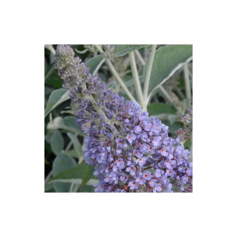 Arbre Aux Papillons Davidii Lochinch/godet - 5/20 Cm 1 Arbre Aux Papillons Davidii Lochinch/godet - 5/20 Cm