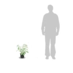 Arbre Aux Papillons Davidii Royal Red/pot De 4l - 40/60 Cm 5 Arbre Aux Papillons Davidii Royal Red/pot De 4l - 40/60 Cm -Magasin De Graines De Plantes 63ed301479fde0.69652784